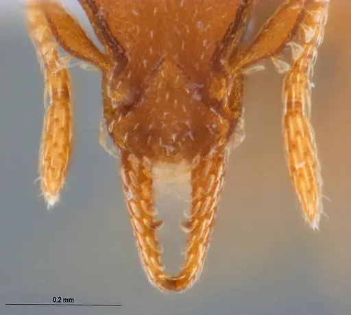 Strumigenys stenotes specimen UFV-LABECOL-009422 image ufv-labecol-009422_3
