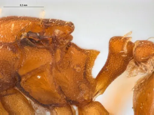 Strumigenys stenotes specimen UFV-LABECOL-011115 image ufv-labecol-011115_3