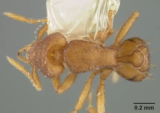 Strumigenys stenotes specimen USNMENT00441557 image usnment00441557_1