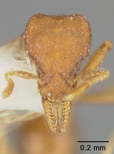 Strumigenys stenotes specimen USNMENT00441557 image usnment00441557_2