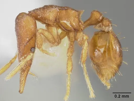 Strumigenys stenotes specimen USNMENT00441557 image usnment00441557_3