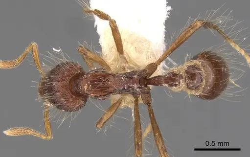 Strumigenys stheno specimen CASENT0900129 image casent0900129_1