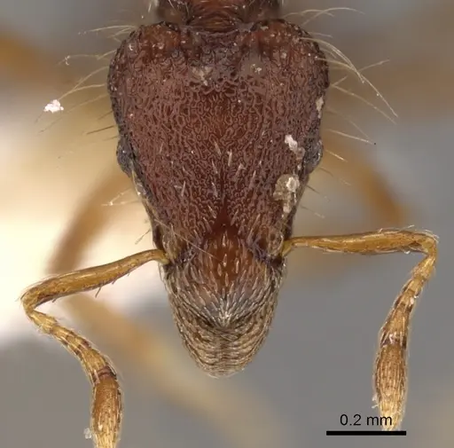 Strumigenys stheno specimen CASENT0900129 image casent0900129_2