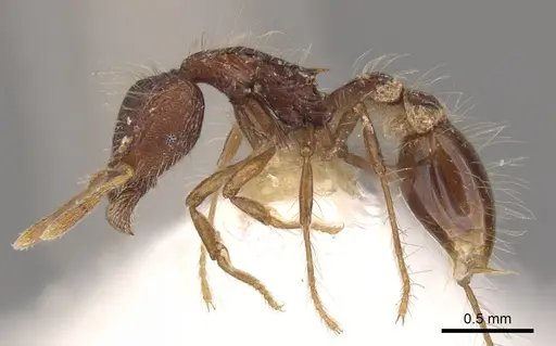 Strumigenys stheno specimen CASENT0900129 image casent0900129_3
