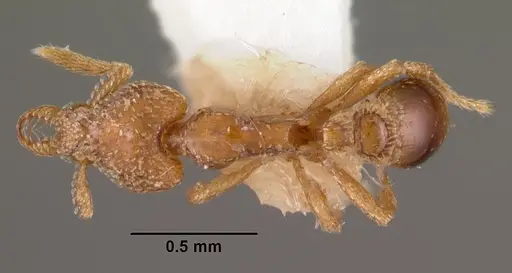Strumigenys strenosa specimen CASENT0102578 image casent0102578_1