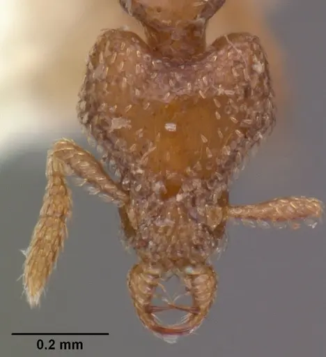 Strumigenys strenosa specimen CASENT0102578 image casent0102578_2