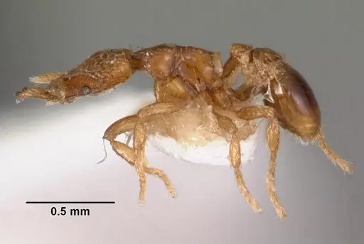 Strumigenys strenosa specimen CASENT0102578 image casent0102578_3