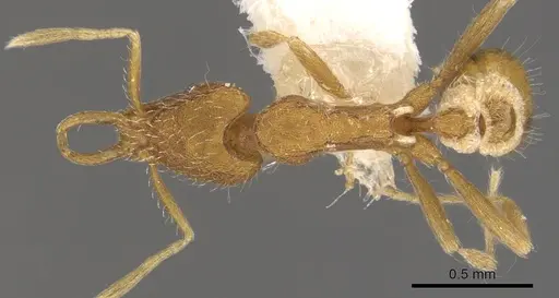 Strumigenys strigatella specimen CASENT0900805 image casent0900805_1
