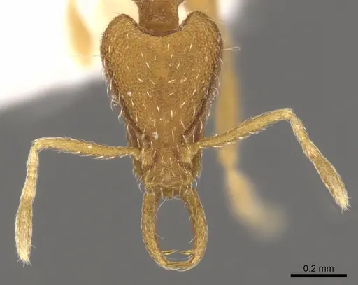 Strumigenys strigatella specimen CASENT0900805 image casent0900805_2