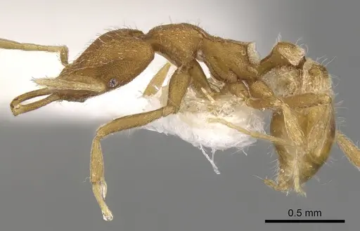Strumigenys strigatella specimen CASENT0900805 image casent0900805_3