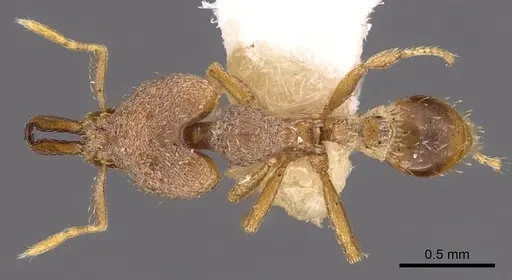 Strumigenys strygax specimen CASENT0900874 image casent0900874_1