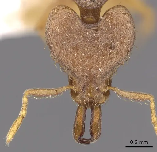 Strumigenys strygax specimen CASENT0900874 image casent0900874_2