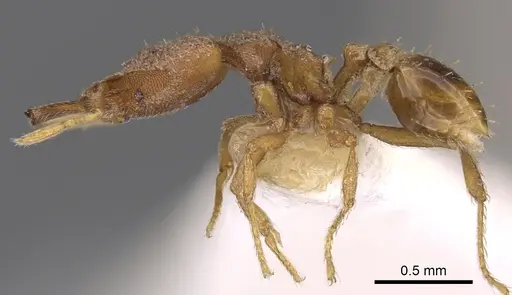 Strumigenys strygax specimen CASENT0900874 image casent0900874_3