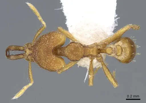 Strumigenys strygax specimen CASENT0914871 image casent0914871_1