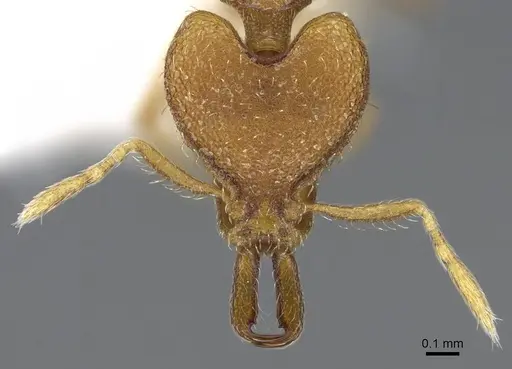 Strumigenys strygax specimen CASENT0914871 image casent0914871_2