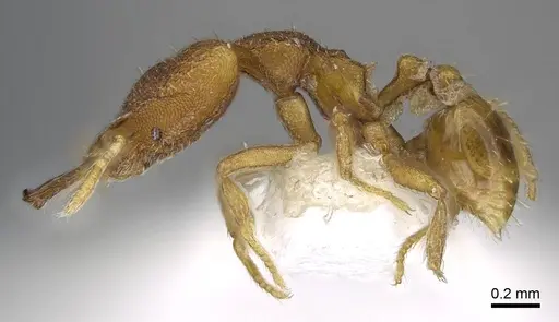 Strumigenys strygax specimen CASENT0914871 image casent0914871_3