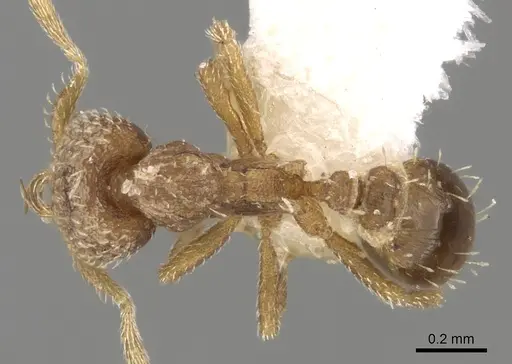 Strumigenys stygia specimen CASENT0280728 image casent0280728_1