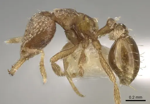 Strumigenys stygia specimen CASENT0280728 image casent0280728_3