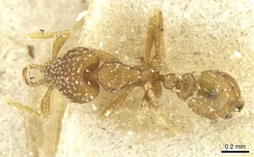 Strumigenys stygia specimen CASENT0912864 image casent0912864_1