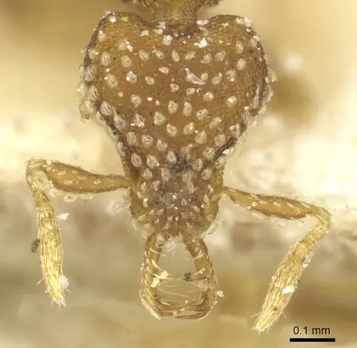 Strumigenys stygia specimen CASENT0912864 image casent0912864_2