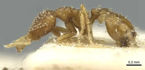 Strumigenys stygia specimen CASENT0912864 image casent0912864_3