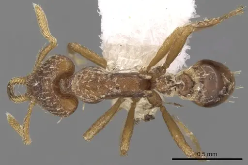 Strumigenys sublaminata specimen CASENT0280744 image casent0280744_1