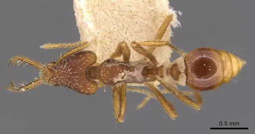 Strumigenys sublonga specimen CASENT0900433 image casent0900433_1