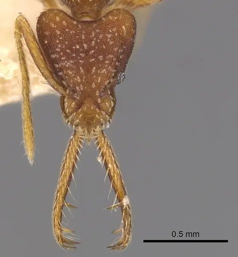 Strumigenys sublonga specimen CASENT0900433 image casent0900433_2