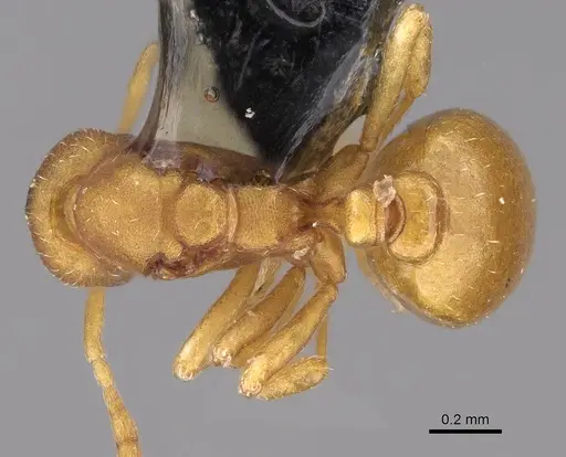 Strumigenys subnuda specimen MEM87203 image mem87203_1