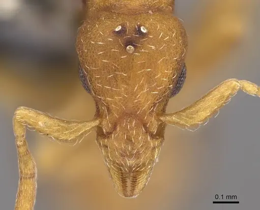 Strumigenys subnuda specimen MEM87203 image mem87203_2