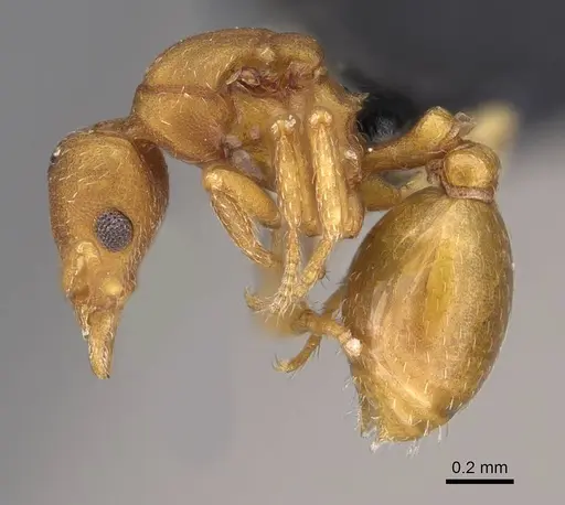 Strumigenys subnuda specimen MEM87203 image mem87203_3