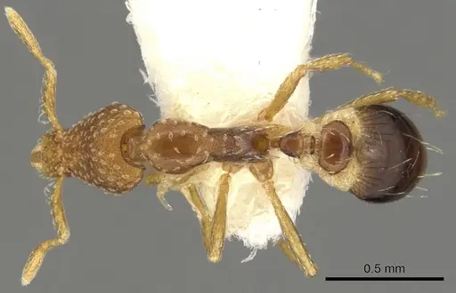 Strumigenys subsessa specimen CASENT0900077 image casent0900077_1