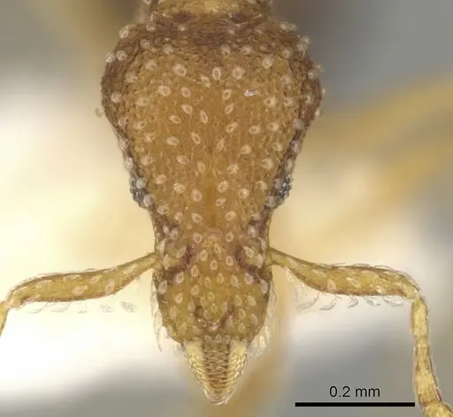 Strumigenys subsessa specimen CASENT0900077 image casent0900077_2