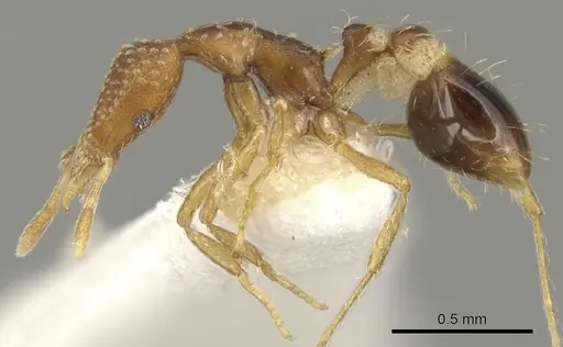 Strumigenys subsessa specimen CASENT0900077 image casent0900077_3