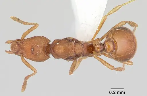 Strumigenys subtilis specimen CASENT0104307 image casent0104307_1