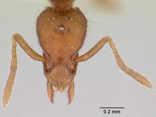 Strumigenys subtilis specimen CASENT0104307 image casent0104307_2