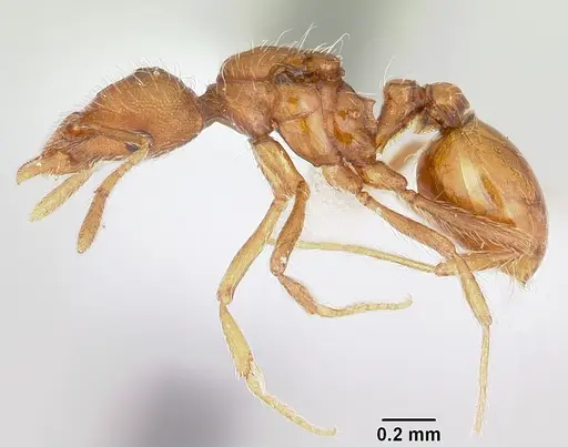 Strumigenys subtilis specimen CASENT0104307 image casent0104307_3