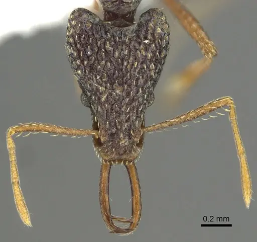 Strumigenys sulcata specimen CASENT0013152 image casent0013152_2