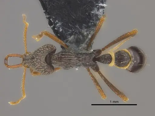 Strumigenys sulcata specimen CASENT0185962 image casent0185962_1