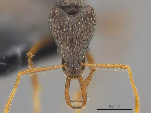 Strumigenys sulcata specimen CASENT0185962 image casent0185962_2