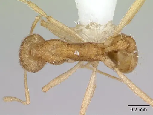 Strumigenys sulumana specimen CASENT0178322 image casent0178322_1