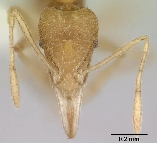 Strumigenys sulumana specimen CASENT0178322 image casent0178322_2
