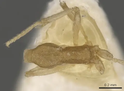 Strumigenys sulumana specimen CASENT0900062 image casent0900062_1