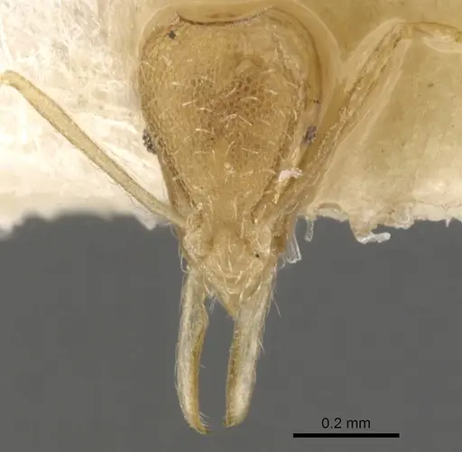 Strumigenys sulumana specimen CASENT0900062 image casent0900062_2