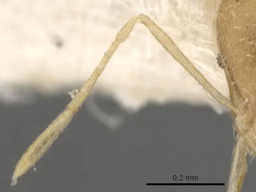 Strumigenys sulumana specimen CASENT0900062 image casent0900062_3