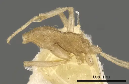 Strumigenys sulumana specimen CASENT0900062 image casent0900062_4