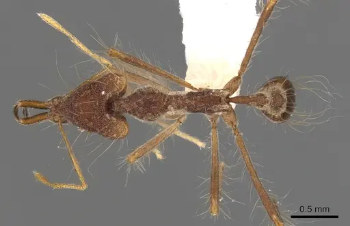 Strumigenys superba specimen CASENT0900757 image casent0900757_1