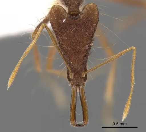 Strumigenys superba specimen CASENT0900757 image casent0900757_2