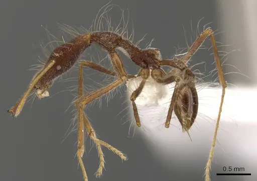 Strumigenys superba specimen CASENT0900757 image casent0900757_3