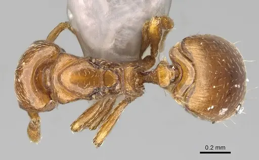 Strumigenys superstes specimen CASENT0749291 image casent0749291_1